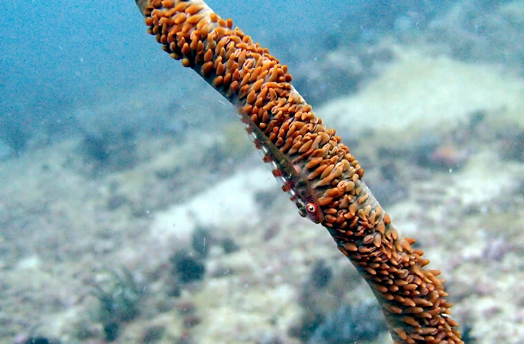 ムチカラマツという珊瑚の仲間につくガラスハゼ。逃げることが少ないようなので、写真の練習に良さそう！後ろが黒い写真が撮れるようになりたいですね・・。