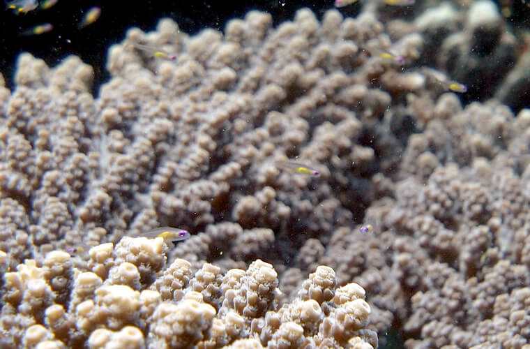 珊瑚の上にたくさんいたアカメハゼ！小さくて難しい。。写真撮影で人気のいきものだそう。透き通るからだに真っ赤な目がかわいい小さなハゼです！